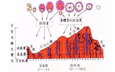 子宫壁薄该如何处理