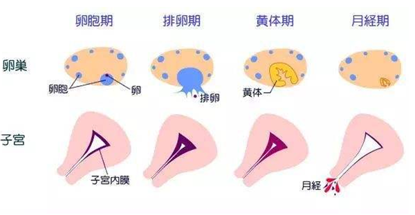 在备孕期间我们必须注意什么